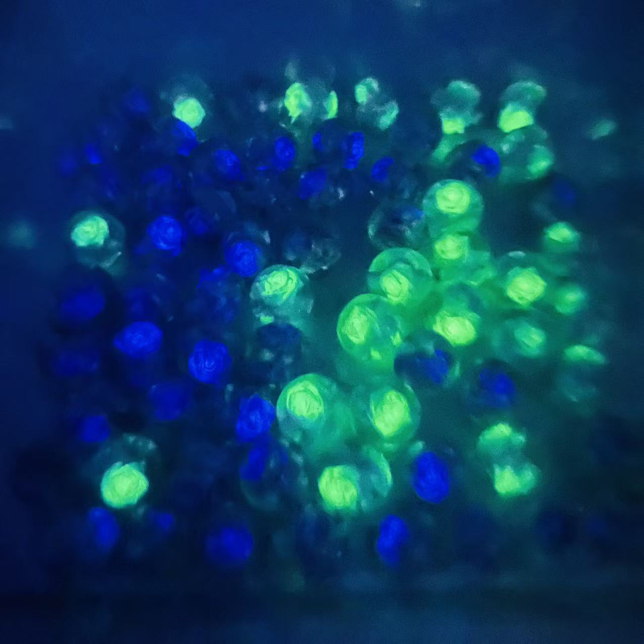 S50薔薇の滴 -ローズビーズ